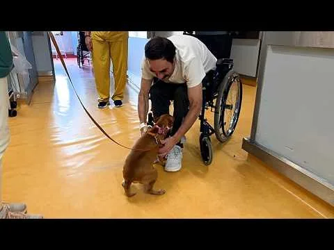 Πορτογαλικό νοσοκομείο ανοίγει τις κλινικές στα κατοικίδια: δοκιμή αλλαγής παραδείγματος