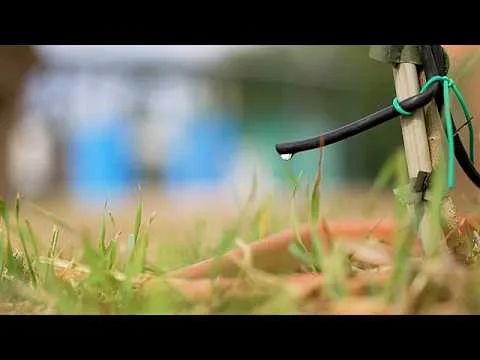 Mit aufbereitetem Abwasser bewässerte Olivenbäume, ein Pilotprojekt zur Bekämpfung von Dürre